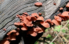 Auricularia auricula-judae
