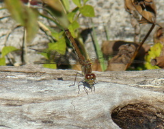 Sympetrum striolatum