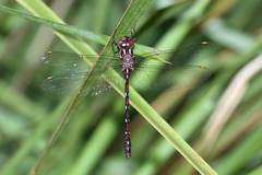 Austroaeschna pulchra