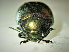 Chrysolina vernalis