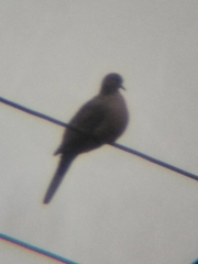 Streptopelia chinensis