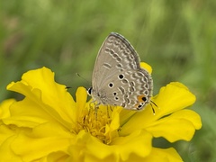 Luthrodes pandava