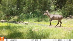 Kobus ellipsiprymnus