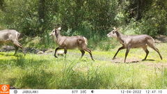 Kobus ellipsiprymnus