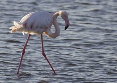 Phoenicopterus roseus