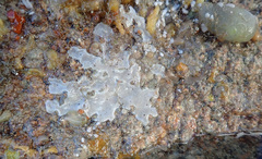 Lissoclinum perforatum