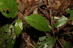 Dendrocnide photiniiphylla