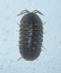 Armadillidium granulatum