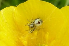 Nigma puella