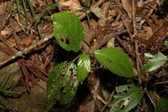 Dendrocnide photiniiphylla