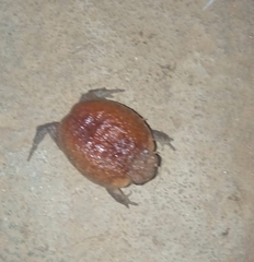 Breviceps