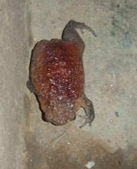 Breviceps