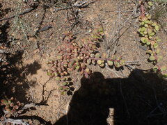 Portulacaria afra