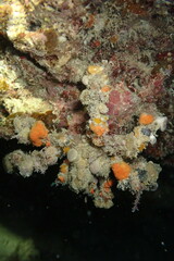 Camposcia retusa