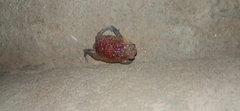 Breviceps