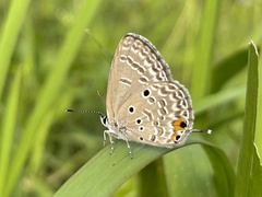 Luthrodes pandava