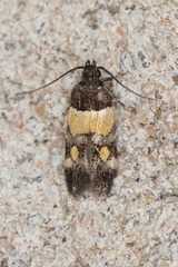 Triclonella determinatella