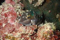 Canthigaster bennetti