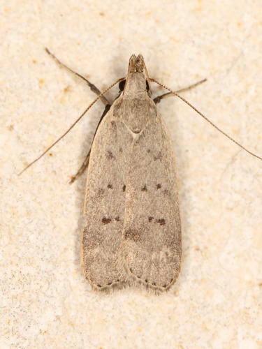 Dichomeris citrifoliella