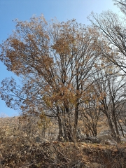 Quercus look