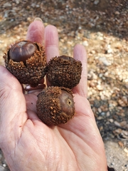 Quercus look