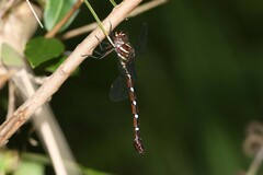 Austroaeschna pulchra