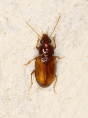 Elaphropus