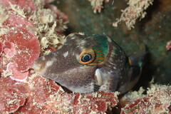 Canthigaster bennetti