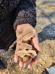 Quercus look