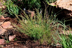 Phyllanthus pentandrus