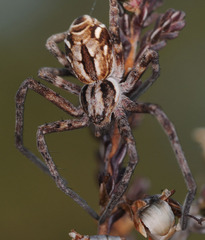 Rhysodromus histrio