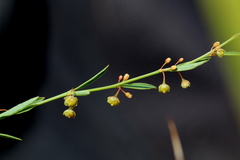 Phyllanthus pentandrus