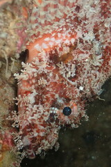 Scorpaenidae
