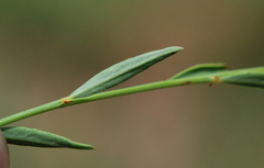 Phyllanthus pentandrus