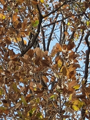 Quercus look