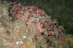Scorpaenidae