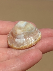 Cellana