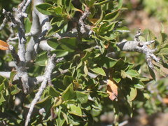 Diospyros scabrida