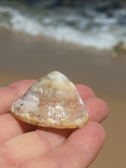 Cellana