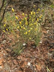 Angianthus tomentosus