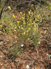 Angianthus tomentosus