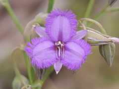 Thysanotus thyrsoideus