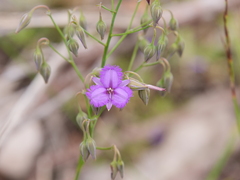 Thysanotus thyrsoideus