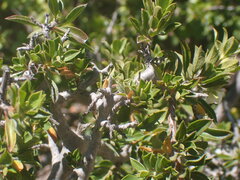 Diospyros scabrida
