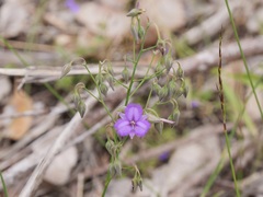 Thysanotus thyrsoideus