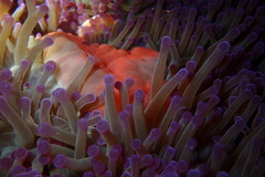 Heteractis magnifica