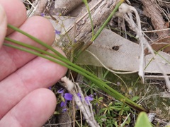 Thysanotus thyrsoideus