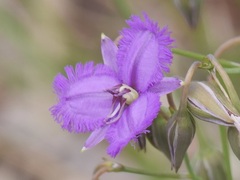 Thysanotus thyrsoideus