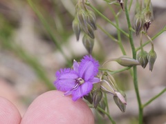 Thysanotus thyrsoideus