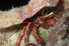 Dardanus sanguinolentus